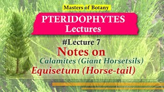 Lecture 7  Calamites and Equisetum Horse tails Life Cycle  Pteridophyta Lecture Notes [upl. by Teyugn]