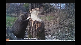 Beaver cutting trees Down Bushnell Trophy Cam [upl. by Horbal760]