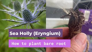 How to plant Sea Holly Eryngium from bare root [upl. by Nyltyak]