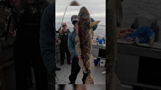 Deep sea Alaska Fishing 👌 Lingcod Catch and Cook ⬆️ fy viral wild fish alaska [upl. by Aicatsal388]