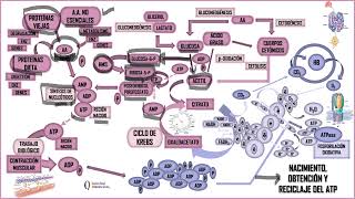 NACIMIENTO OBTENCIÓN Y RECICLAJE DEL ATP [upl. by Yeleen]