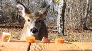 Baby deer food test to cute [upl. by Aushoj]