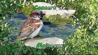 Moineaux domestiques en concert [upl. by Hama243]