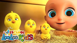 🐤🐥Los Pollitos Dicen Pio Pio  S4EP70 Colección de Aventuras Musicales  LooLoo Kids Español [upl. by Noble]