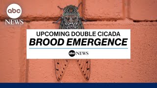 What to expect from the upcoming double cicada brood emergence [upl. by Ymmac998]