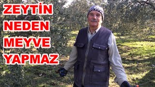 Zeytin Ağacı Nasıl Budanır Zeytinde Halkalı Leke Neden Olur Budama 2024 [upl. by Marbut717]