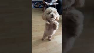 Toy Poodle Tricks  Dancing amp Thank You [upl. by Akimed211]