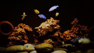 African Malawi Cichlid Kenyi Care amp Tank Setup Maylandia lombardoi [upl. by Nuhsal]