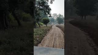 jungle Safari  deer rajaji park rishikesh [upl. by Kore303]