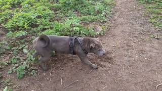 Shar Pei Dog Hugo out for a walk in the woods 4 [upl. by Anirehtak]