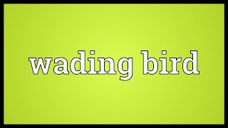 Wading bird Meaning [upl. by Neu831]