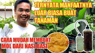 Cara Membuat MOL Dari Nasi Basi  Ternyata Manfaatnya Luar Biasa Untuk Tanaman  Tanpa Biaya [upl. by Pilar316]