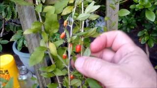 How to grow Goji Berries or Wolfberries from seeds and cuttings [upl. by Rhine]