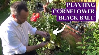 Planting Cornflower Black Ball  Adding Annuals to the Narrow Border  Planting Design Tips [upl. by Vern]