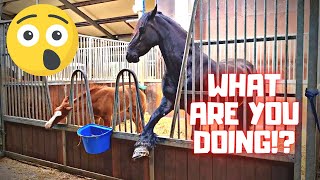 What are you doing And what am I doing at this stable  Friesian Horses [upl. by Merline814]