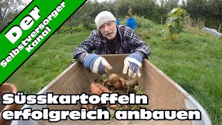 Süsskartoffeln erfolgreich im Garten anbauen [upl. by Ettenel595]