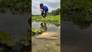 Best Bamboo Tools Teta Fishing In The World fishing amazing fish ytshorts viral fish bigfish [upl. by Hauger]