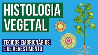 HISTOLOGIA VEGETAL tecidos embrionários e de revestimento  Biologia para o Enem  Cláudia Aguiar [upl. by Enomrej374]