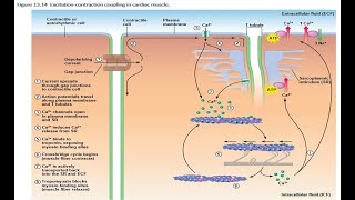 The Heart Part 4 Cardiac Excitation Contraction Coupling DHP amp RyR Conduction System PR Segment [upl. by Cown]