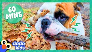 60 Minutes Of Dogs Being Hilarious And Adorable  1 Hour Of Animal Videos  Dodo Kids [upl. by Reseta]