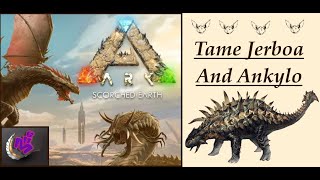 ARK Survival Ascended TAME JERBOA AND ANKYLO  MAP SCORCHED EARTH  Mila Hunting Game 4K 5 [upl. by Eirised]