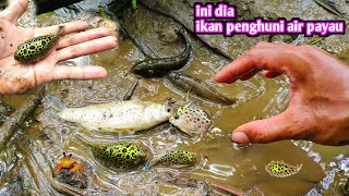 INI DIA BERBAGAI IKAN AIR PAYAU YANG TERDAMPAR [upl. by Slack]