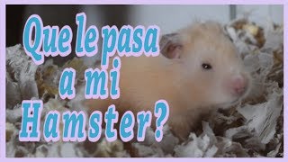 Por qué mi Hamster Chilla 6 Razones [upl. by Bobseine184]