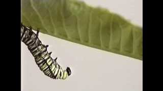 Monarch Butterfly Caterpillar Moulting [upl. by Alliehs]