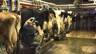 Milking time at Mosnang Holsteins [upl. by Maure]