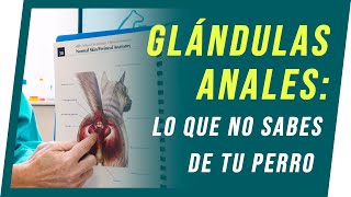 GLÁNDULAS ANALES Lo que no sabes de tu perro  Veterinos [upl. by Kreis]