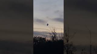 Egrets Flying and Roosting in the Roosting Tree 102724 [upl. by Asereht583]