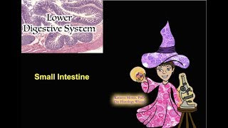 Lower Digestive System The Small Intestine [upl. by Gennaro]