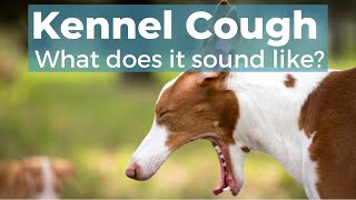 Kennel Cough In Dogs [upl. by Stovall]