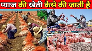 प्याज की खेती कैसे की जाती है  How Millions Of Onions Processing  Modern Onion Agriculture [upl. by Meaghan12]