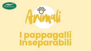 VOLATILI GLI INSEPARABILI [upl. by Posehn]