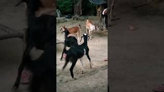 Goats love Big goats 🐐 minivlog shorts goat goatfarming goats villagelife animals goatfarm [upl. by Trisa512]