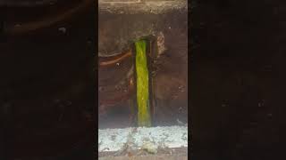 Green drain dye is the best drainage sewage green draincleaning [upl. by Iduj]