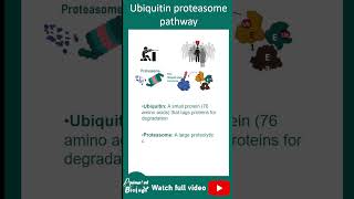 Ubiquitin Proteasome pathway explained in 1 minute [upl. by Tecu910]