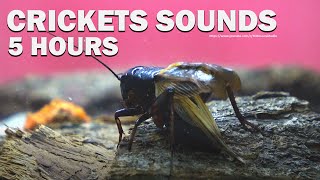 Cricket Chirping Sounds  HQ Audio  Gryllus Stridulation [upl. by Waylon124]