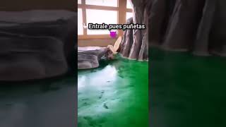 Que Cojones los del ganzo 🦢🦢🤣🤣 humor youtubeshort [upl. by Evangelia665]