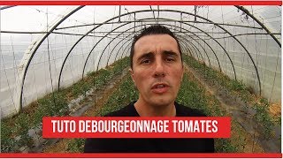 TUTO COMMENT TAILLER ET ATTACHER LES TOMATES BIO EN SERRE [upl. by Eitsrik]