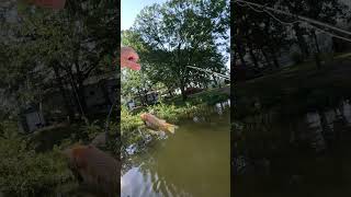 Fly Fishing Smith Lake Alabama [upl. by Ruffin]