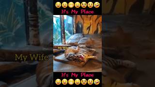 Its My Place 🐯 tigers funnyvideos shorts [upl. by Darwin]