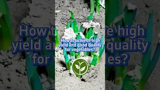 How to achieve high yield and good quality for vegetables shortvideo garden youtubeshorts video [upl. by Akeret]