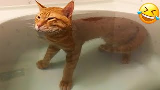 The ULTIMATE Cat and Dog Videos  FUNNIEST Pets [upl. by Biddie799]