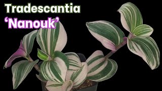 Tradescantia Nanouk Introduction and Growing Tips [upl. by Denten]