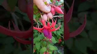 fuschia flowers [upl. by Irrahs]