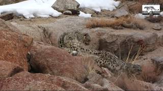 Mating snow leopards  Akyar valley Ladakh  March 2020 [upl. by Parlin297]