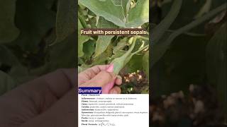 Family Solanaceae Eggplant 🍆 shorts ytshorts 11thbiology [upl. by Ahsuatal157]