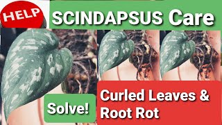 Scindapsus Care Guide amp Tips  Curled Leaves amp Root Rot [upl. by Seppala]